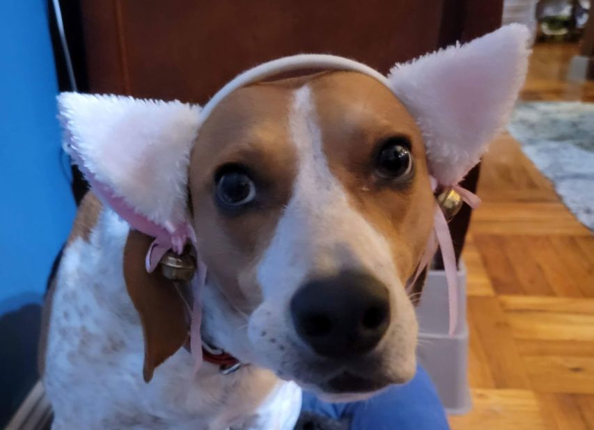 Revan, whose name comes from Star Wars "Darth Revan." is a Foxhound Coonhound mix adopted as a stray. He is "totally begging to have the kids take that thing off his head," said his mom.