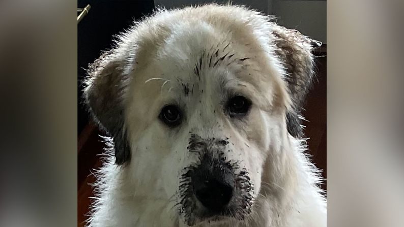 "Sweet Dora the Giant Puppy," as her mom calls her, is a 1-year-old Great Pyrenees who enjoys playing in the mud and begging for cheese.