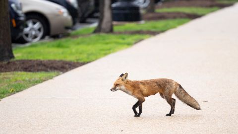 A red fox spotted outside the north side of the Russell Senate Office Building in Washington on Tuesday.
