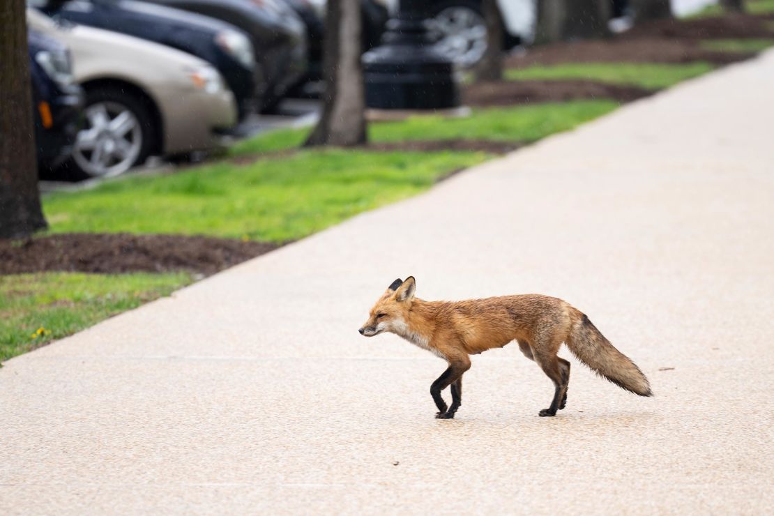A red fox spotted outside the north side of the Russell Senate Office Building in Washington on Tuesday.