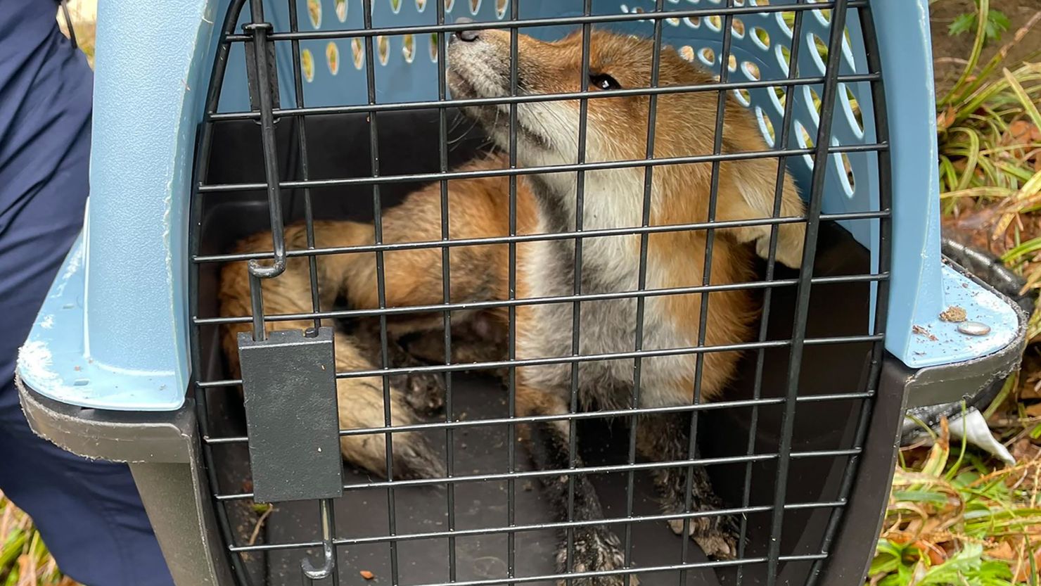 US Capitol Police tweeted several photos of a detained fox Tuesday. 