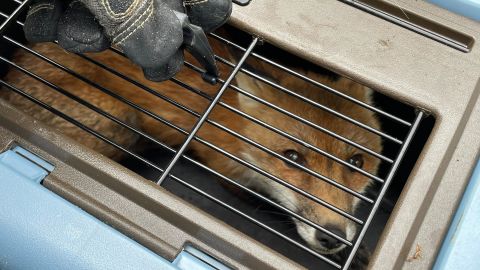 Another image of the captured fox, from Capitol Hill Police.