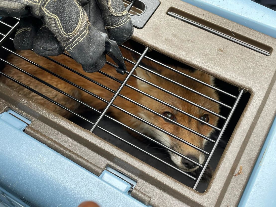 Another image of the captured fox, from Capitol Hill Police.