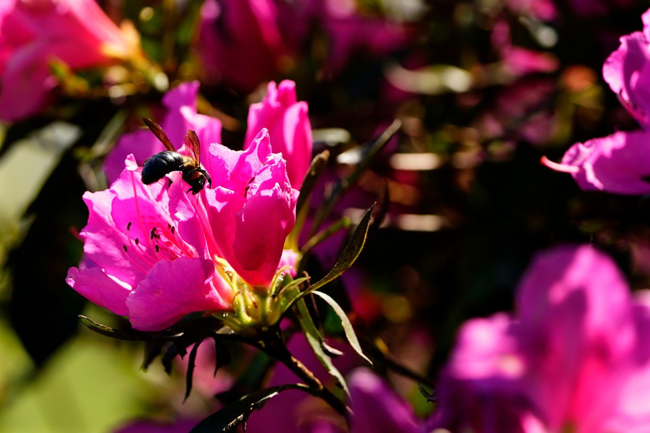 An insect lands on one of Augusta National's famous azaleas on Monday.