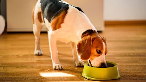 Pet food dishes have ranked highly among most contaminated household objects, according to studies.