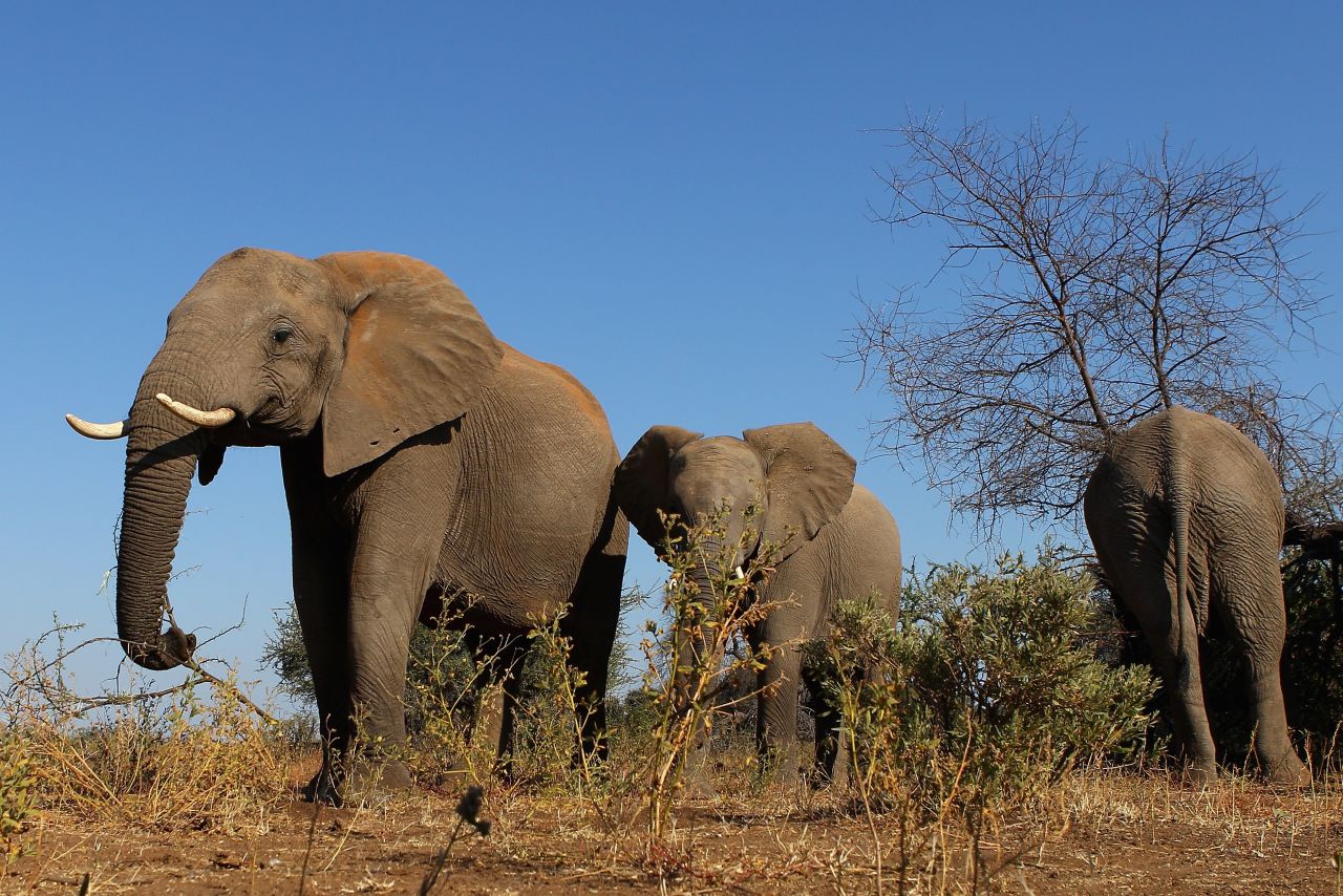 A herd of elephants is spotted in eastern Botswana. The southern African nation is now at Level 3.