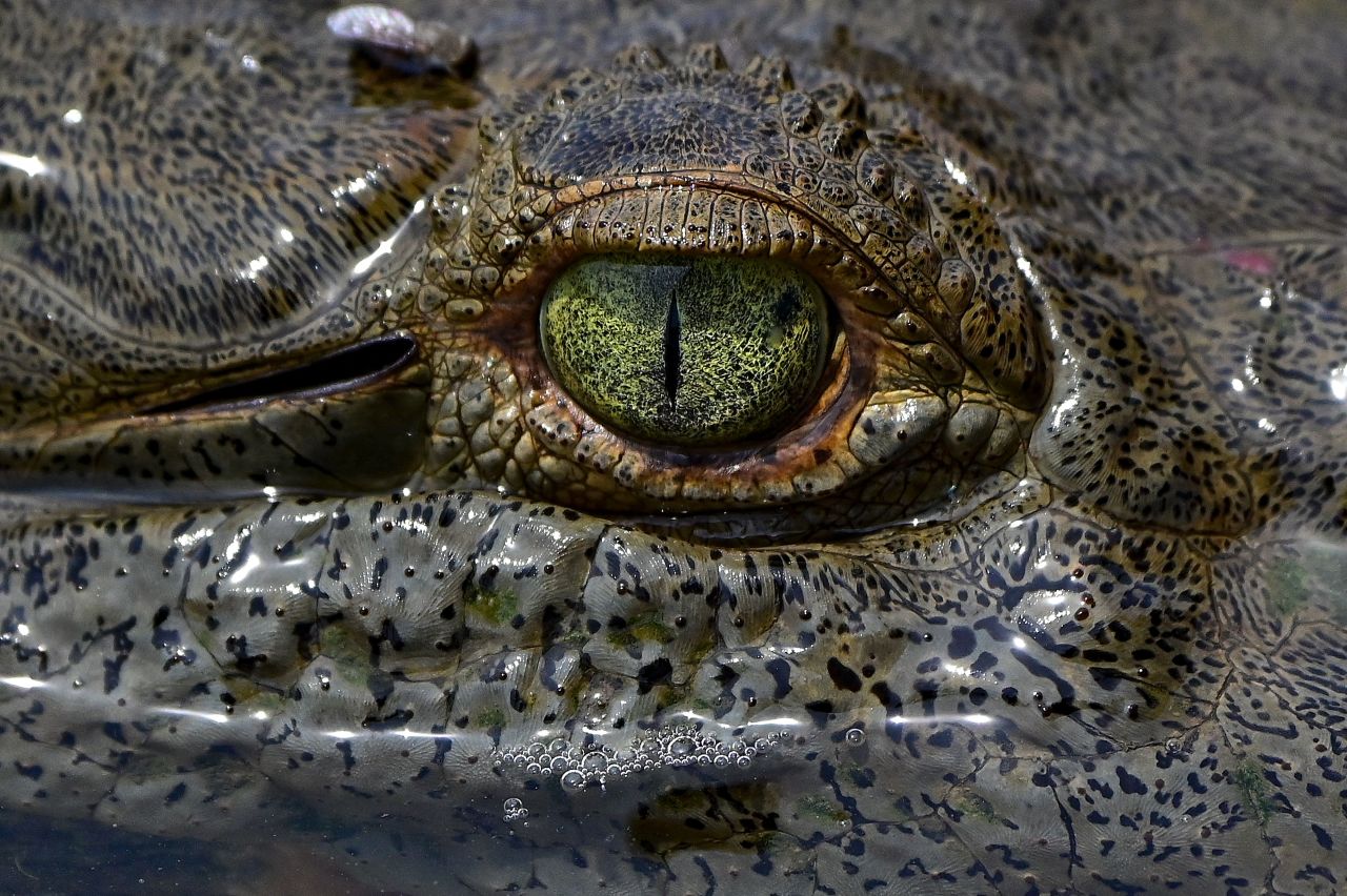 The eye of an American crocodile is seen on the Tárcoles River during a crocodile tour in Tárcoles, Costa Rica, on Thursday, March 31. 