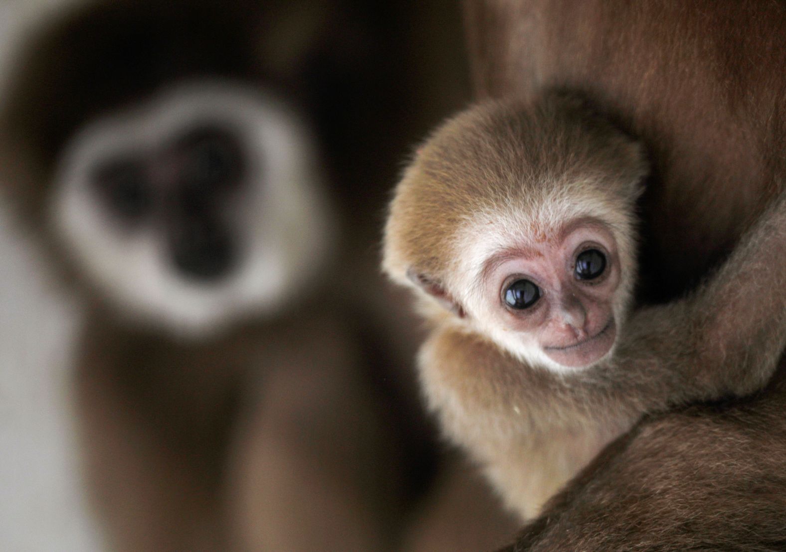 A white-handed gibbon, recently born, is seen with his mother at the Skopje Zoo in Skopje, North Macedonia, on Thursday, April 7.