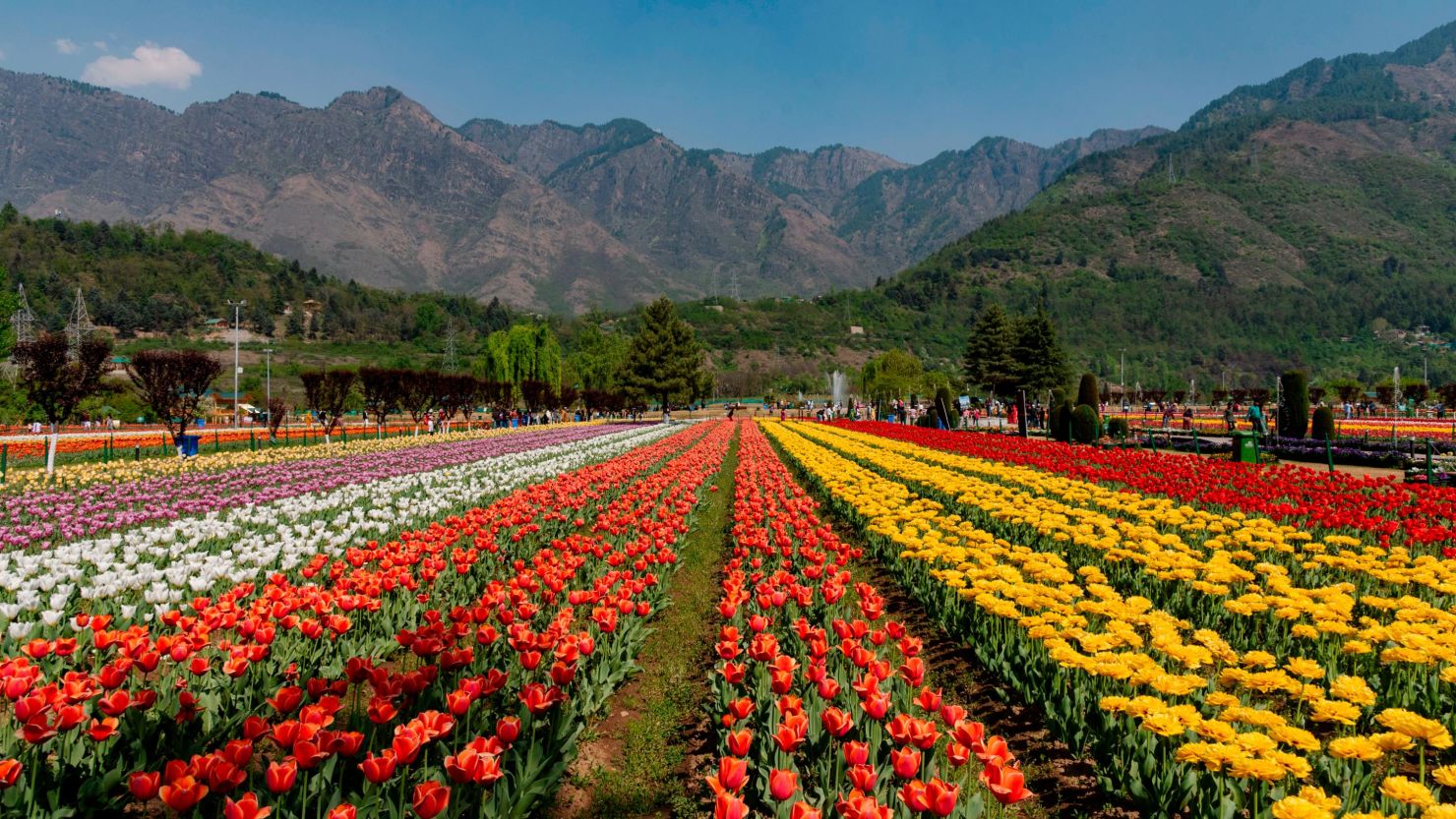 The Indira Gandhi Memorial Tulip Garden, formerly Siraj Bagh, contains approximately 1.5 million tulips in over 60 varieties.