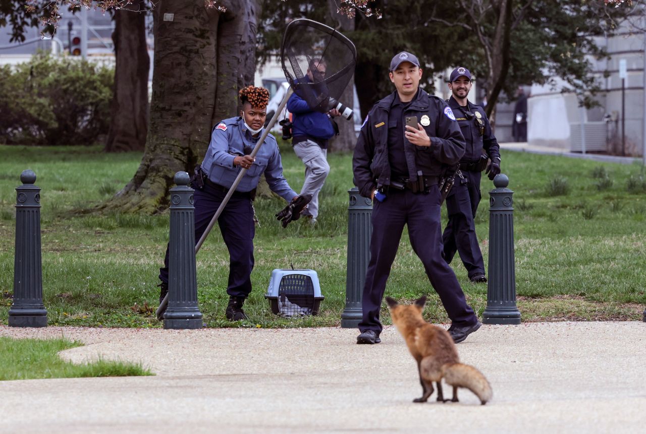 Officers try to trap a fox on the US Capitol grounds on Tuesday, April 5. There had been several reports of people being bitten or nipped by the fox, <a href="https://www.cnn.com/2022/04/05/politics/capitol-hill-fox-captured/index.html" target="_blank">which was eventually captured.</a>