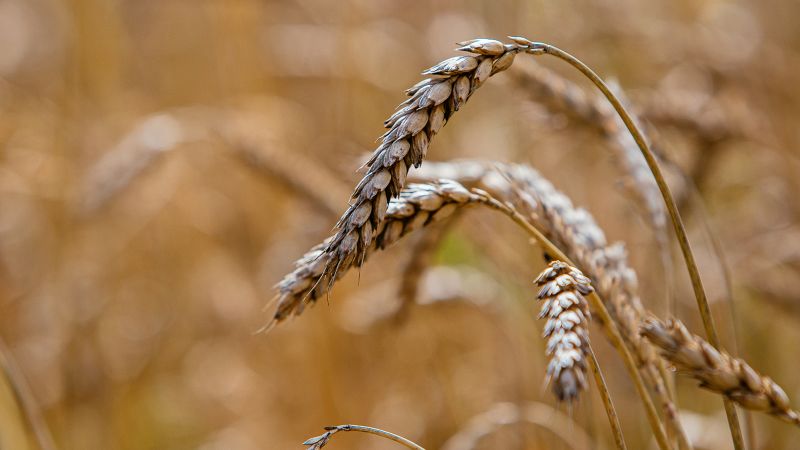 Opinion: The world is on the brink of a food shortage. Here’s what the US government and businesses can do to help