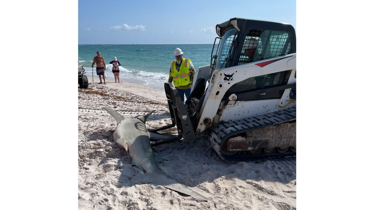 The 11-foot hammerhead shark washed up on Florida's Pompano Beach. 
