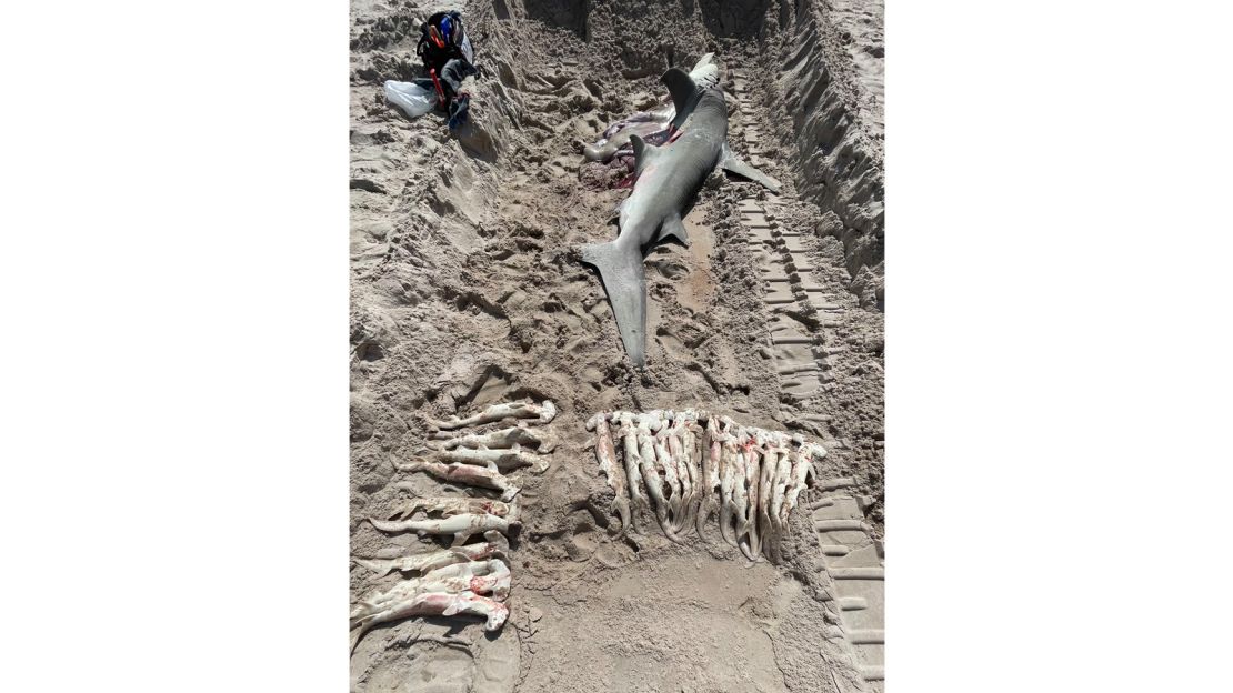 Scientists from the American Shark Conservancy took samples from the female shark and its unborn pups.