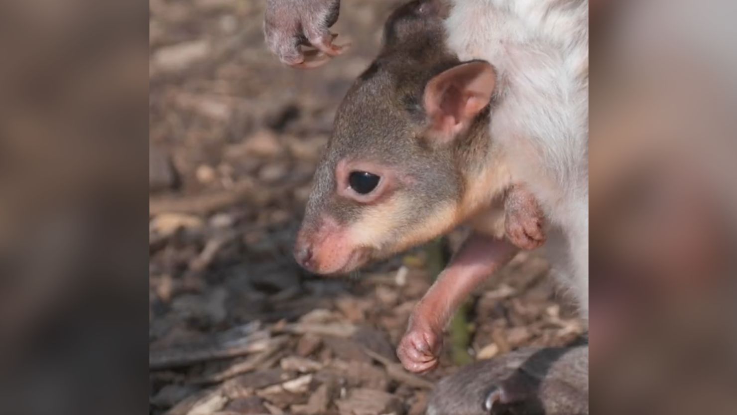 The pademelon joey, born at the Chester Zoo, will remain in it's mothers pouch for the next few weeks.