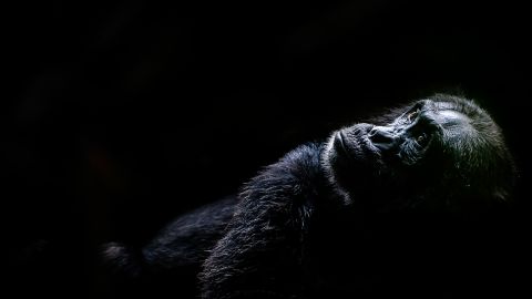 Photographer Emma Gatland enjoys experimenting with unique light, color and composition in her wildlife imagery.