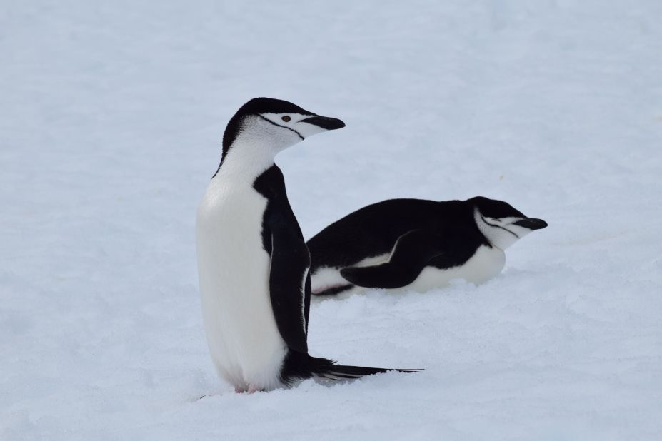 <strong>Chinstrap penguins: </strong>The southernmost continent is also home to chinstrap penguins.