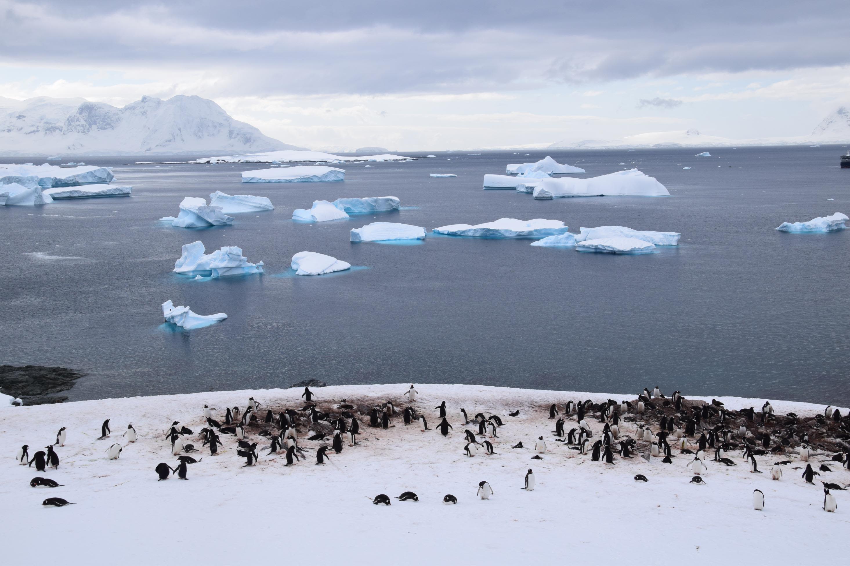 <strong>The locals:</strong> Expedition cruises to Antarctica get travelers close to local wildlife, including gentoo penguins.