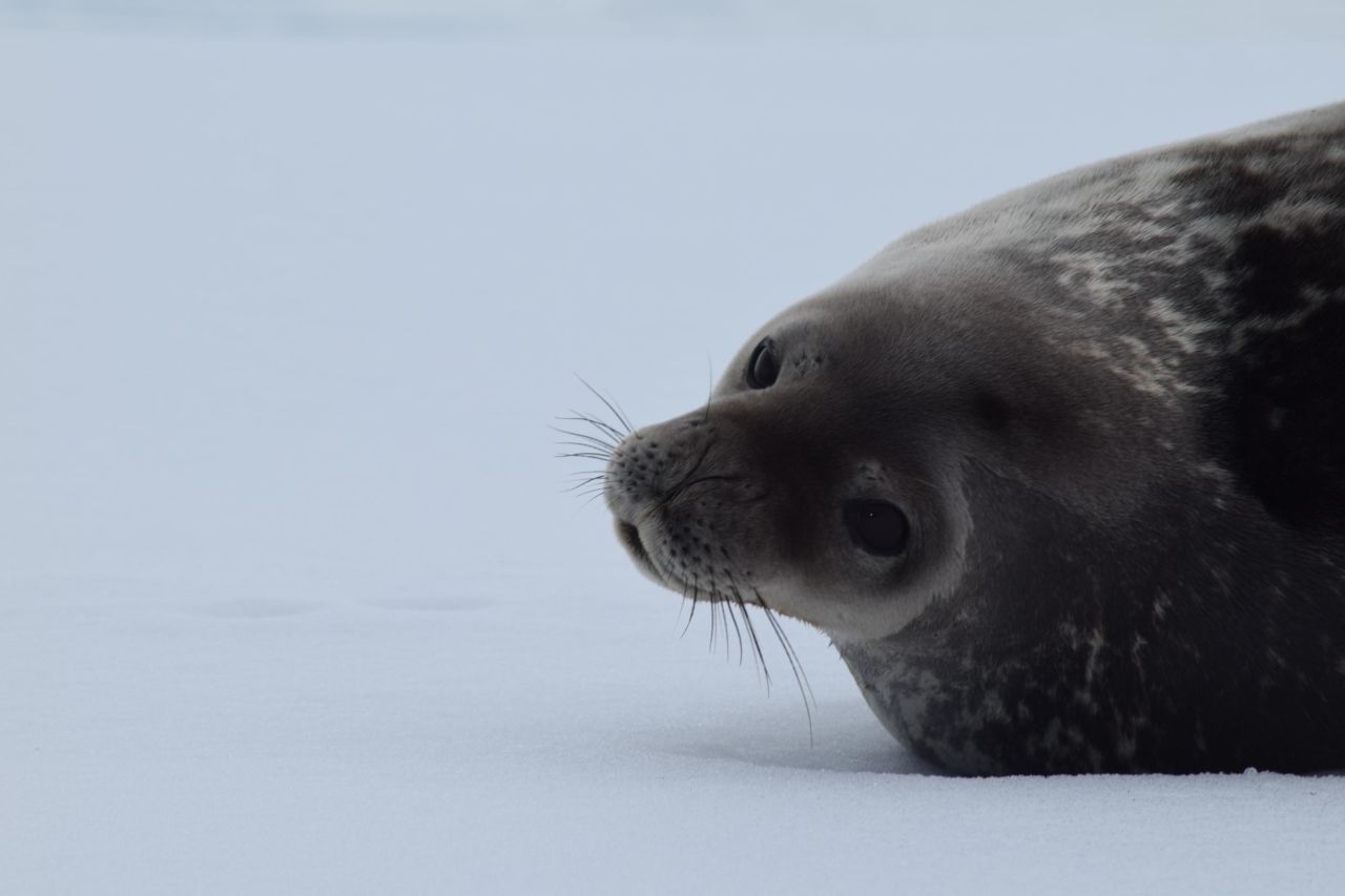 A Weddell seal is a delight to spot.