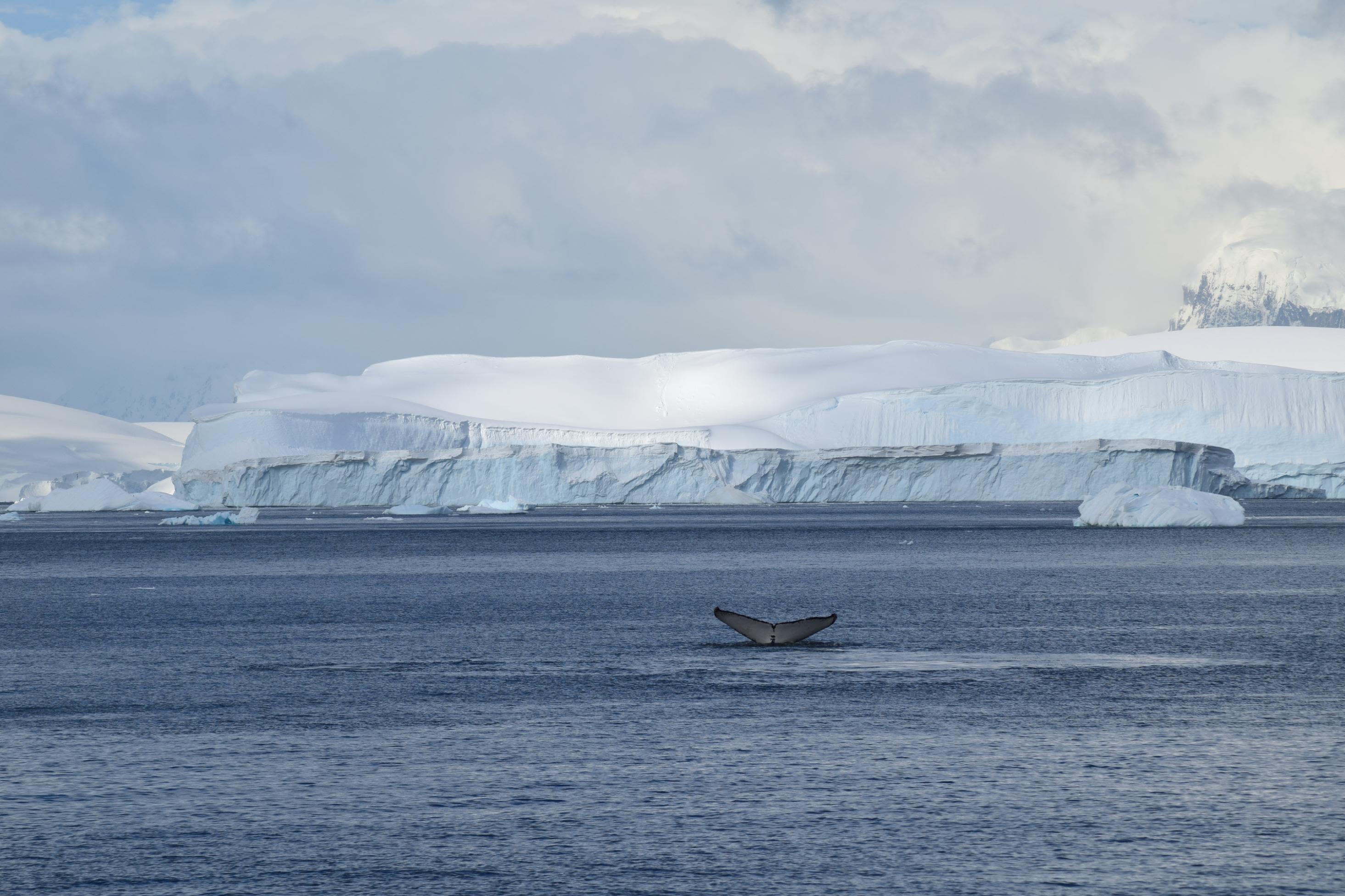 <strong>Whale tails: </strong>Expedition cruises offer various shore excursions and onboard lectures.
