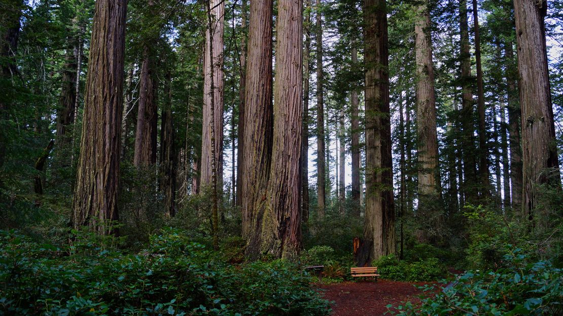Find your calming center Northern California's Redwood National Park.