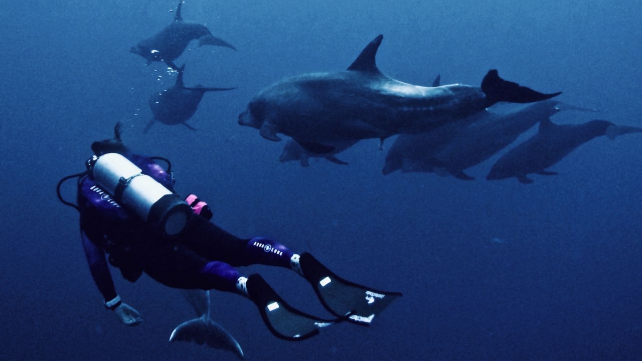 Sarah Richard traveled non-stop to host dive trips and events before the pandemic.