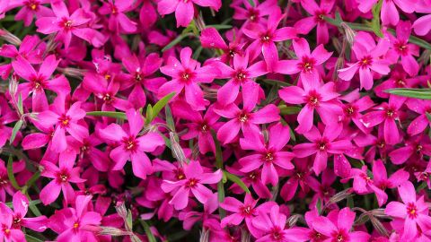The pink moon is associated with the early spring arrival of creeping phlox (Phlox subulata), also known as moss phlox or mountain phlox.