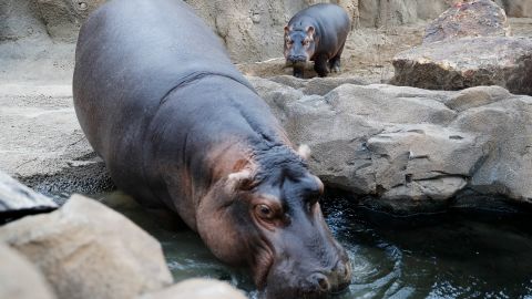 Fiona (right), a baby Nile hippopotamus, and her mother, Bibi (left), walk through their enclosure at the Cincinnati Zoo in January 2018. 