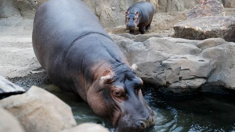 Fiona (right), a baby Nile hippopotamus, and her mother, Bibi (left), walk through their enclosure at the Cincinnati Zoo in January 2018.