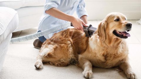 Lead Vacuum Uses Dyson Groom Tool