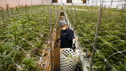 A worker trims leaves of young cannabis plants in a greenhouse at a Cresco Labs Inc. facility in Indiantown, Florida, on Monday, March 28, 2022.