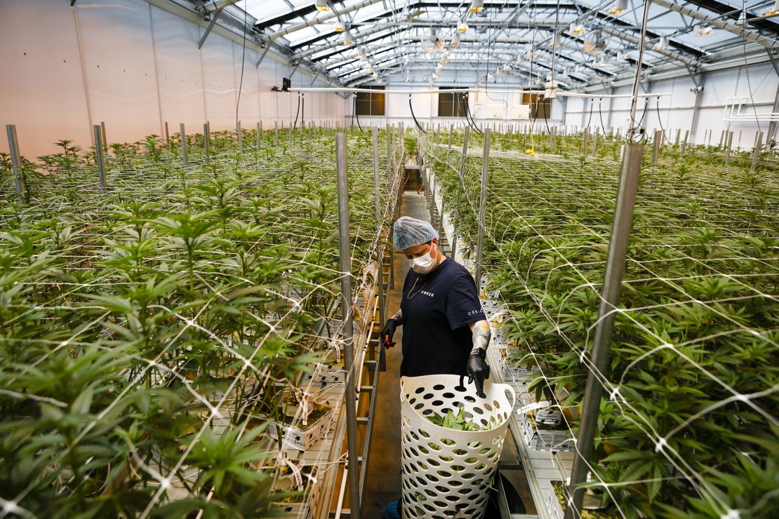 A worker trims leaves of young cannabis plants in a greenhouse at a Cresco Labs Inc. facility in Indiantown, Florida, on Monday, March 28, 2022. 
