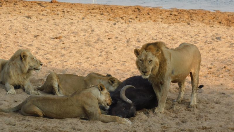 Tribal warriors become lion defenders