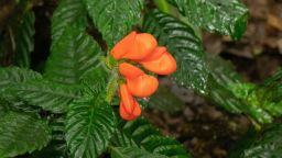 Botanists discovered clusters of Gasteranthus extinctus in western Ecuador while conducting field research.