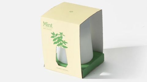 Urban Stems Mint Grow Kit