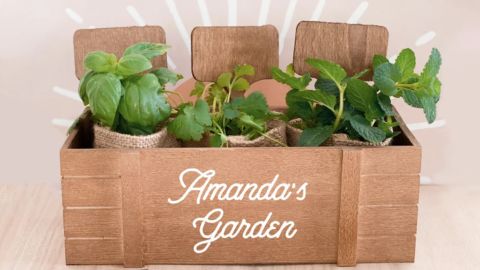 ModParty Personalized Mini Herb Garden Kit