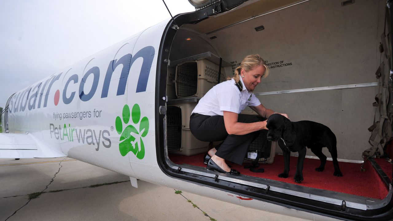 Dog flight: Pet Airways' Alyse Tognotti prepares a canine passenger for his trip.