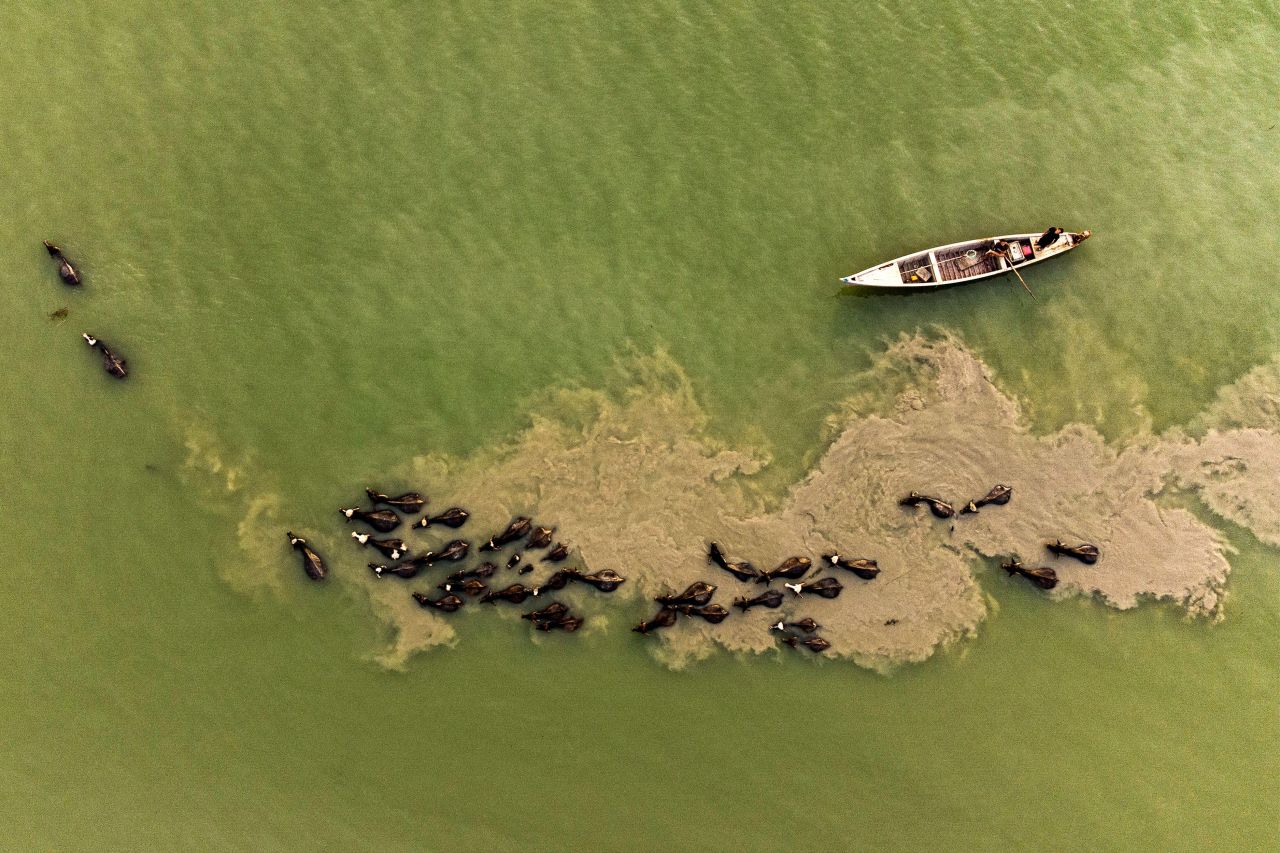 A herd of buffalo swim past a fishing boat in Basra, Iraq, on Wednesday, April 13.