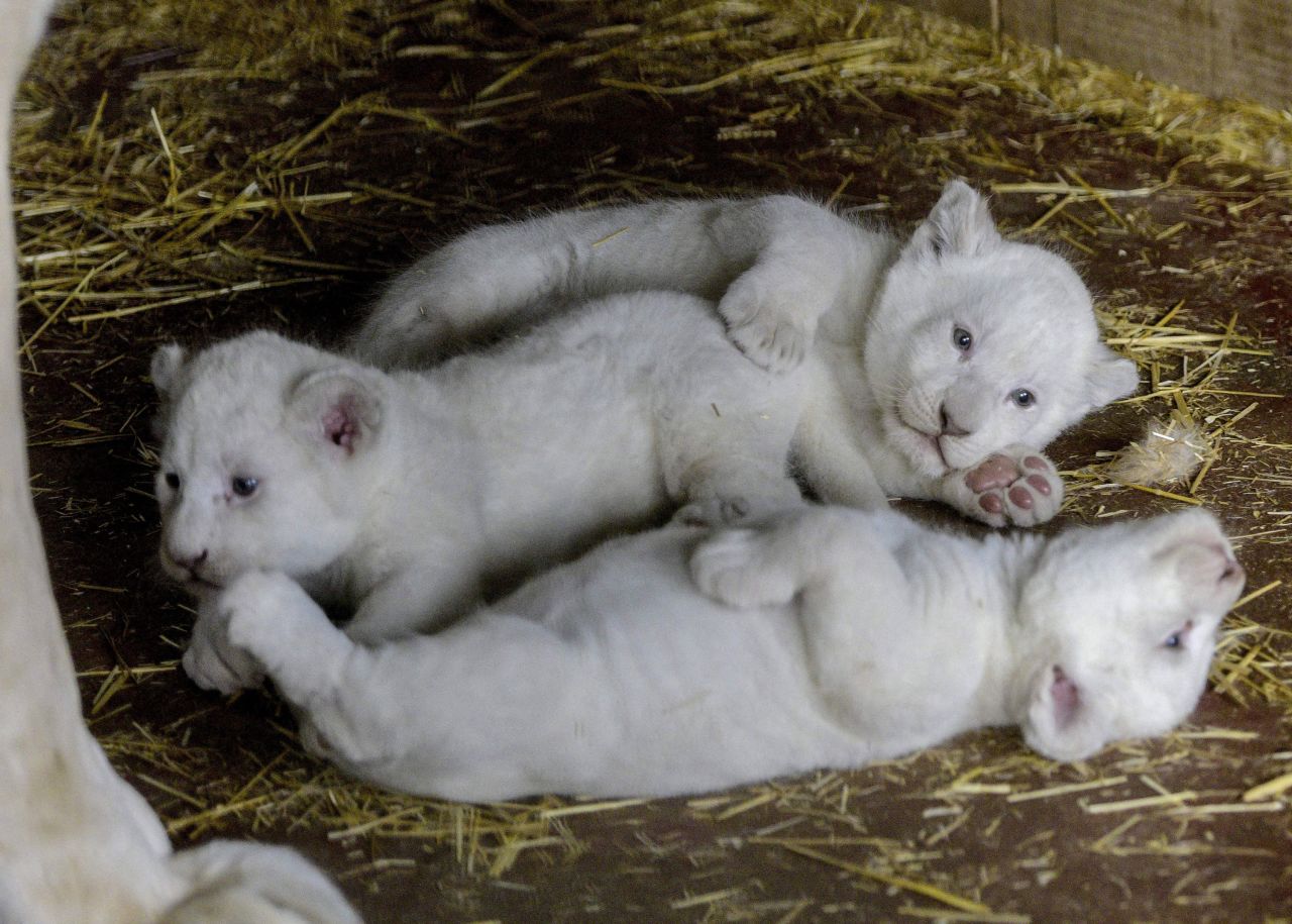 Three newborn white lions are seen in their enclosure at the Skopje Zoo in North Macedonia on Thursday, April 7.