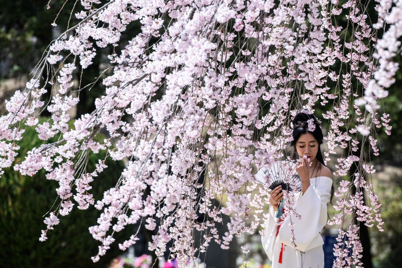 A woman poses in front of a cherry blossom tree in Seoul, South Korea, on Thursday, April 7.