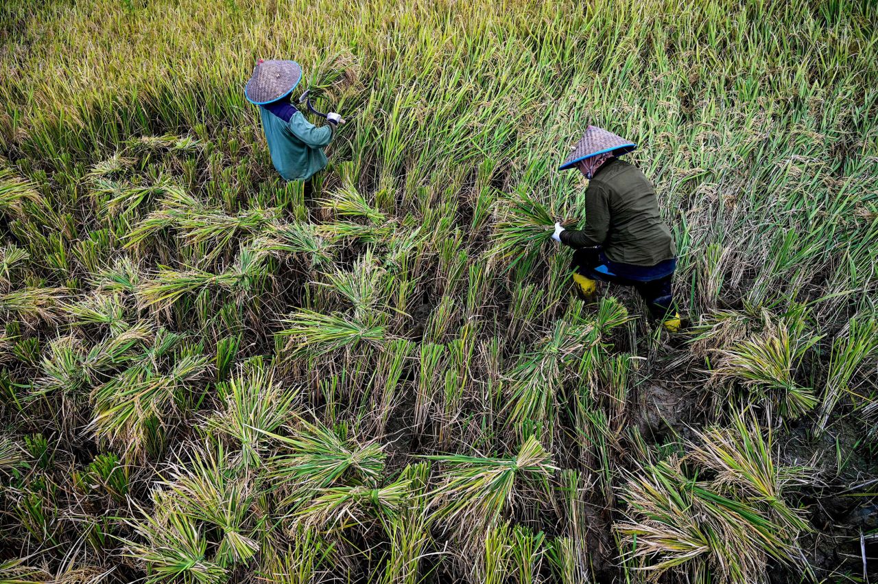 Farmers harvest rice in a paddy field in Sibreh, Indonesia, on Sunday, April 10.