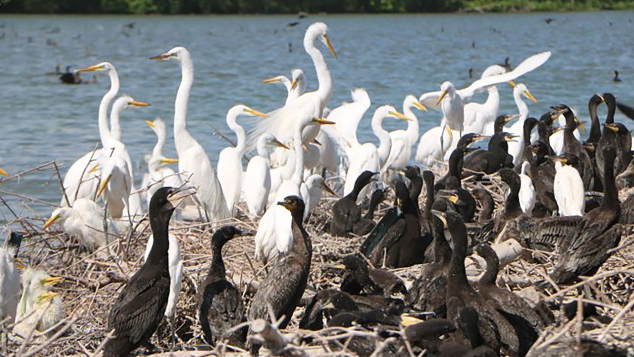 Many native and migratory birds nest and feed at the Baker's Lake forest preserve