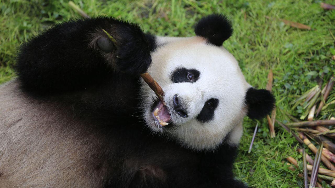 In October 2021, China officially announced the opening of its Giant Panda National Park — a protected area spanning three provinces and nearly 10,500 square miles. The park will protect more than 1,600 [CHECK] pandas living across the region, the largest wild population in the world. But it's not just giant pandas that will be protected by the park. Check out the other animals gaining protection from the new park. 