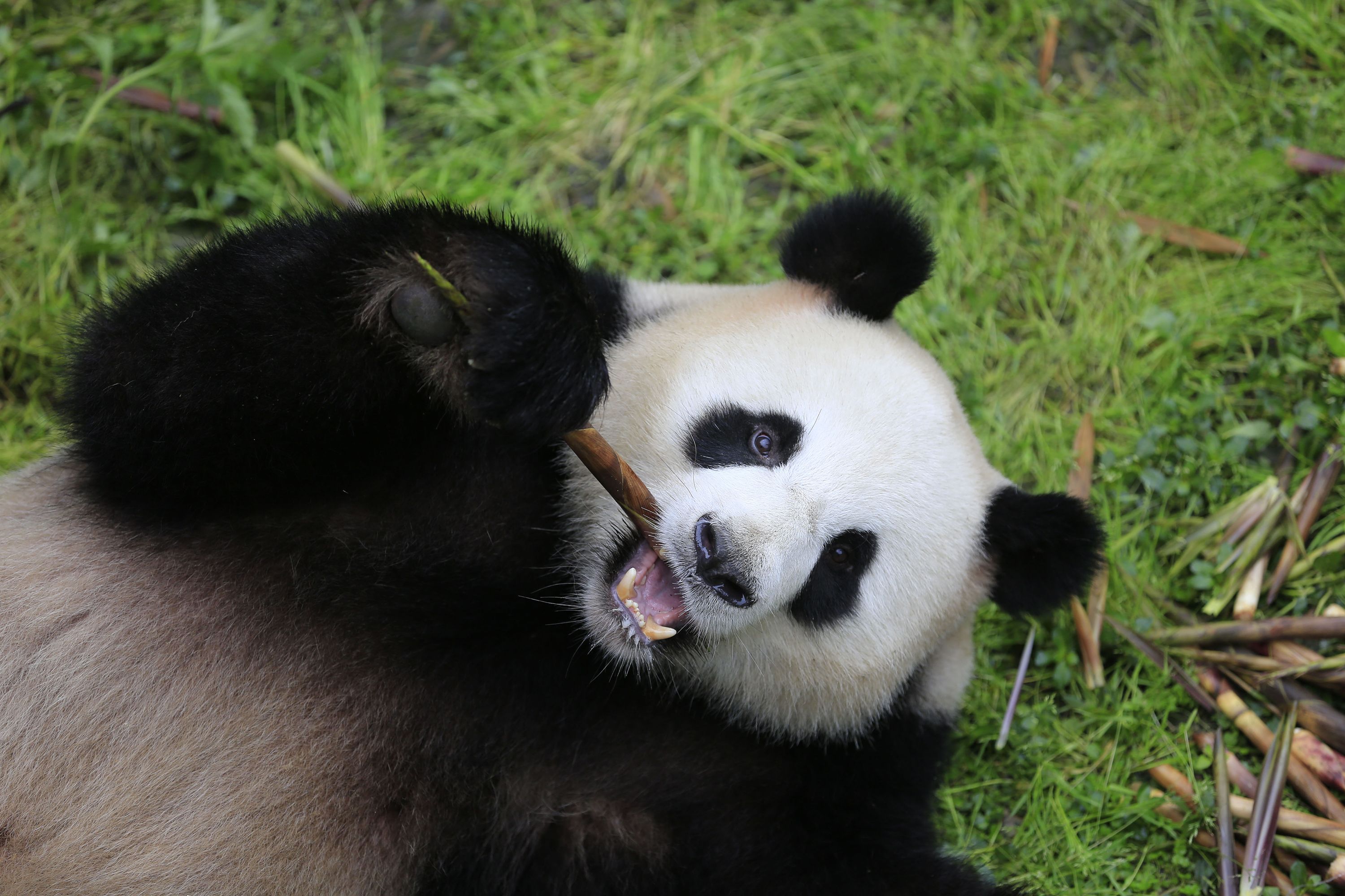 giant panda cute