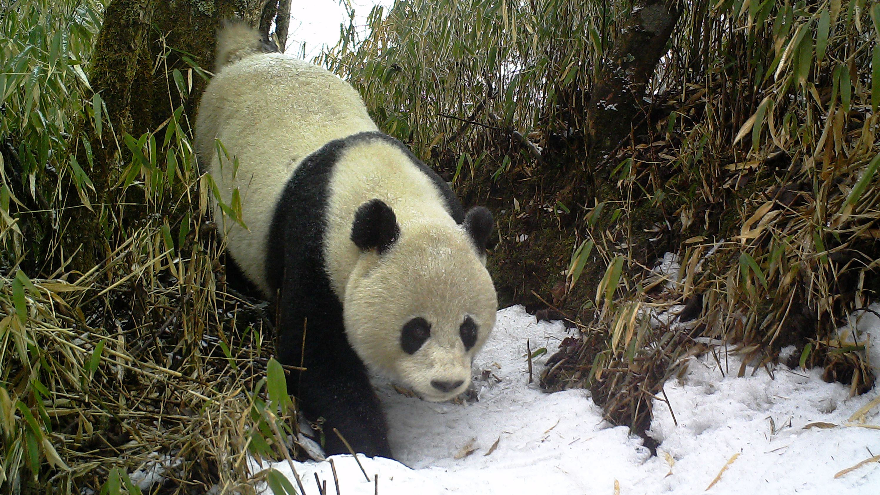 Smart tech is helping to save China's giant pandas