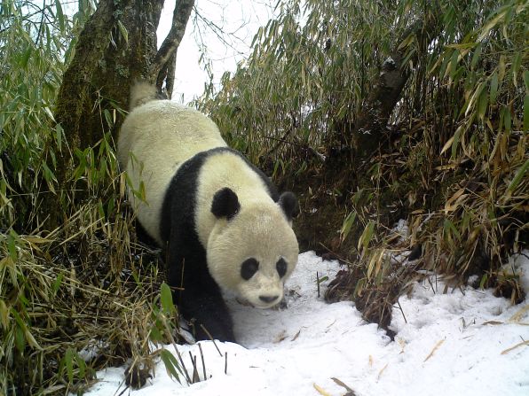 The giant panda had its <a href="index.php?page=&url=https%3A%2F%2Fwww.iucnredlist.org%2Fspecies%2F712%2F121745669" target="_blank" target="_blank">status changed from "endangered" to "vulnerable"</a> in 2016, after its population increased by <a href="index.php?page=&url=https%3A%2F%2Fwwf.panda.org%2Fdiscover%2Fknowledge_hub%2Fendangered_species%2Fgiant_panda%2Fgiant_pandas_no_longer_endangered%2F" target="_blank" target="_blank">17% in a decade</a>. But pandas eat almost nothing but bamboo for sustenance and are particularly vulnerable to habitat loss, so conservationists are still working to boost their population numbers. 