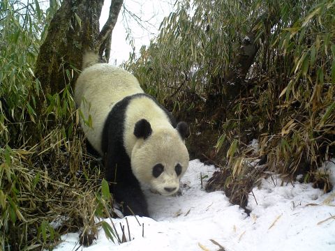 The giant panda had its <a href="https://www.iucnredlist.org/species/712/121745669" target="_blank" target="_blank">status changed from "endangered" to "vulnerable"</a> in 2016, after its population increased by <a href="https://wwf.panda.org/discover/knowledge_hub/endangered_species/giant_panda/giant_pandas_no_longer_endangered/" target="_blank" target="_blank">17% in a decade</a>. But pandas eat almost nothing but bamboo for sustenance and are particularly vulnerable to habitat loss, so conservationists are still working to boost their population numbers. 