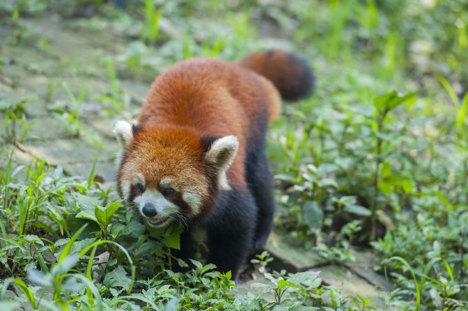 While not quite as famous as the giant panda, the red panda is just as cute -- and unfortunately, <a href="index.php?page=&url=https%3A%2F%2Fwww.iucnredlist.org%2Fspecies%2F714%2F110023718" target="_blank" target="_blank">endangered</a>. Like it's black-and-white cousin, these pint-sized pandas also rely heavily on bamboo, and habitat loss and land degradation caused by human activity and climate change are major threats. 