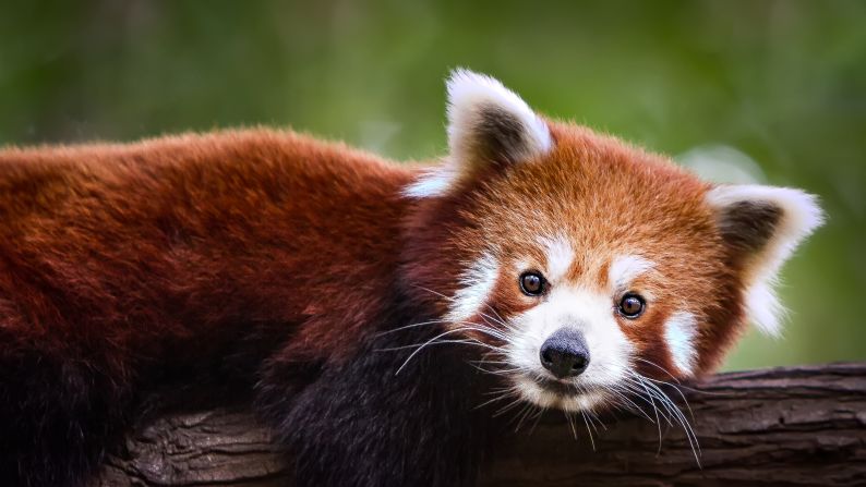 While exact population numbers are unknown, researchers estimate that red pandas have declined by <a href="index.php?page=&url=https%3A%2F%2Fwww.iucnredlist.org%2Fspecies%2F714%2F110023718" target="_blank" target="_blank">50% in the last 18 years</a>. Also found across Bhutan, India, Myanmar, and Nepal, the red panda's stronghold in China is Sichuan, where the Chengdu Research Base of Giant Panda Breeding has a <a href="index.php?page=&url=http%3A%2F%2Fwww.panda.org.cn%2Fenglish%2Fnews%2Fnews%2F2013-09-25%2F2512.html" target="_blank" target="_blank">red panda nursery</a> to further conservation efforts.