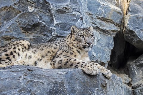 The clouded leopard isn't the only cat prowling the Giant Panda National Park. The elusive snow leopard also <a href="https://whc.unesco.org/en/list/1213/" target="_blank" target="_blank">shares the territory</a>, although it's rarely seen, making it difficult for researchers to assess population numbers across the <a href="https://edition.cnn.com/2022/03/25/asia/snow-leopards-shafqat-hussain-pakistan-c2e-scn-spc-hnk-intl/index.html" target="_blank">12 countries</a> they live in. Estimates from the <a href="https://www.iucnredlist.org/species/22732/50664030" target="_blank" target="_blank">IUCN</a> range from 2,500 up to nearly 8,000 in the wild, and they are listed as vulnerable, due to the increasing threats to their habitat and a decline in prey. 