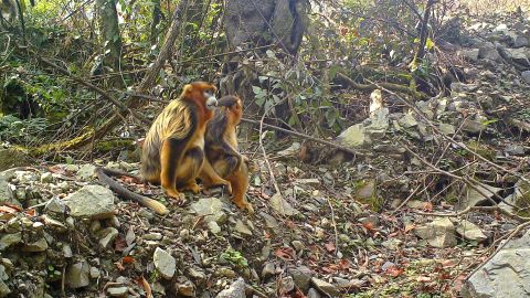 The new Giant Panda National Park is expected to benefit other endangered species too, like the golden snub-nosed monkey (pictured). 